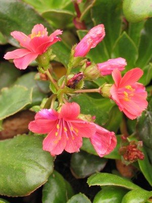 Bild von Lewisia cotyledon Regenbogen