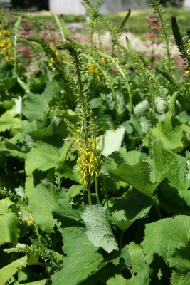 Bild von Ligularia stenocephala Zepter