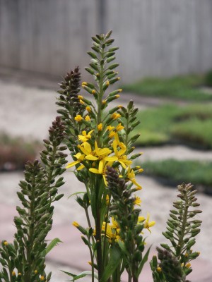 Bild von Ligularia stenocephala Weihenstephan