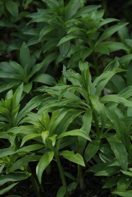 Bild von Lilium martagon Album