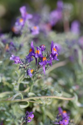 Bild von Linaria alpina
