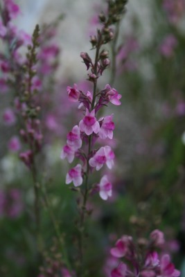 Bild von Linaria purpurea Kiss-Me