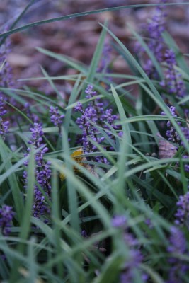 Bild von Liriope muscari Big-Blue
