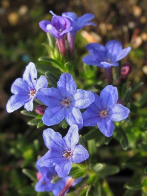 Bild von Glandora diffusa Heavenly-Blue