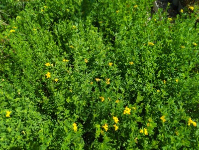 Bild von Lotus cornuculatus