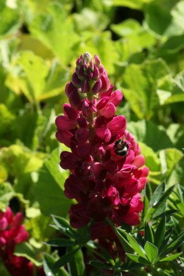 Bild von Lupinus polyphyllus Edelknabe