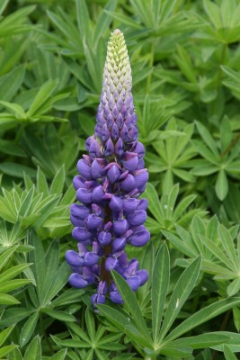 Bild von Lupinus polyphyllus Kastellan
