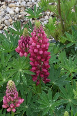 Bild von Lupinus polyphyllus Mein Schloß