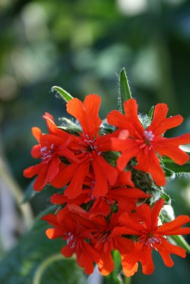 Bild von Lychnis chalcedonica