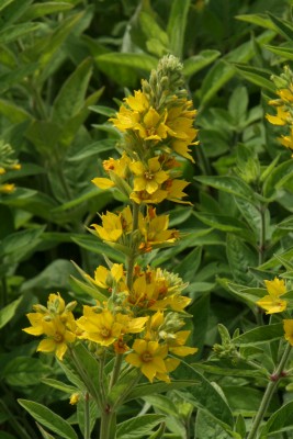 Bild von Lysimachia punctata