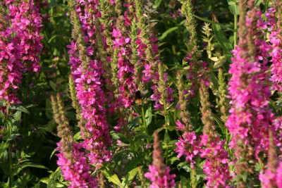 Bild von Lythrum salicaria Robert