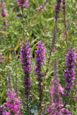 Bild von Lythrum salicaria Zigeunerblut
