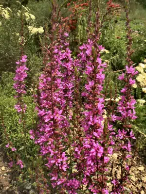 Bild von Lythrum virgatum Dropmore Purple