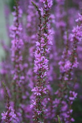Bild von Lythrum virgatum Dropmore Purple