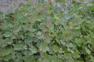 Bild von Macleaya cordata