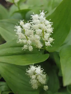 Bild von Maianthemum bifolium