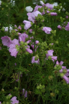 Bild von Malva moschata