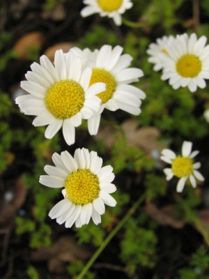 Bild von Tripleurospermum Matricaria caucasica