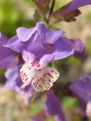 Bild von Meehania urticifolia Japanblau
