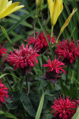 Bild von Monarda fistulosa Bee Happy