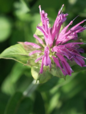 Bild von Monarda fistulosa Präriebrand