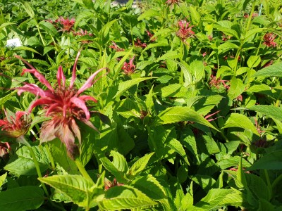 Bild von Monarda fistulosa Squaw
