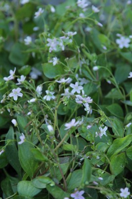 Bild von Montia sibirica
