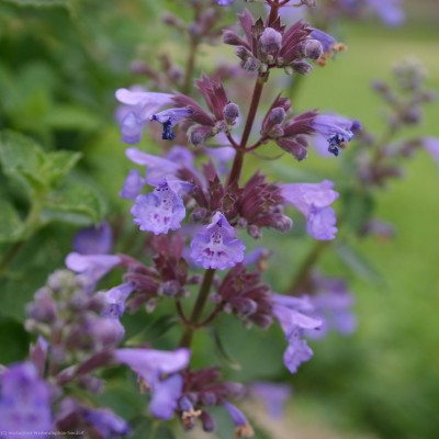 Bild von Nepeta grandiflora Blue Danube