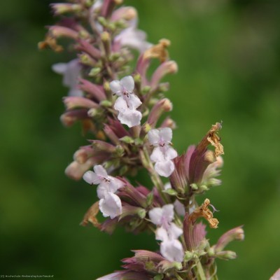 Bild von Nepeta grandiflora Dawn to Dusk
