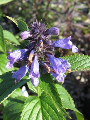 Bild von Nepeta subsessilis