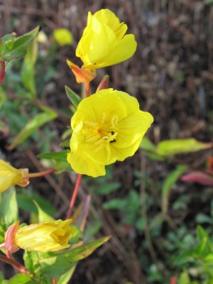 Bild von Oenothera fruticosa Fyrverkeri