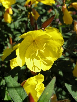 Bild von Oenothera fruticosa tetragona Sonnenwende