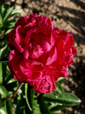 Bild von Paeonia x-lact. Felix Crousse