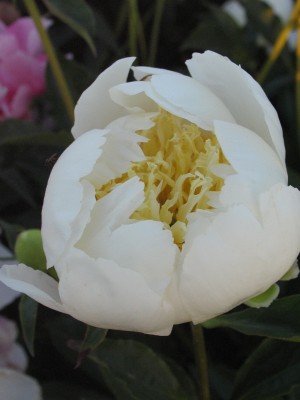 Bild von Paeonia x-lact. Jan van Leuwen