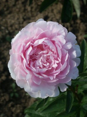Bild von Paeonia x-lact. Lady Orchid