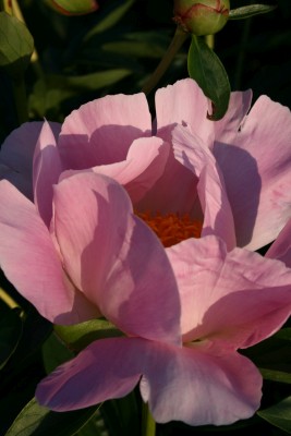 Bild von Paeonia x-lact. Nymphe