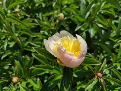 Bild von Paeonia x-lact. rosa einf.