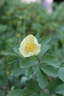 Bild von Paeonia mlokosewitschii