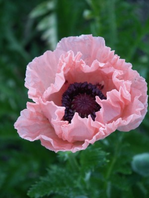 Bild von Papaver orientale Helen Elisabeth