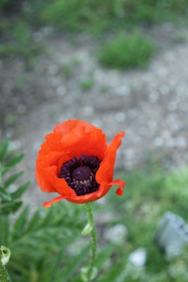 Bild von Papaver orientale Türkenlouis