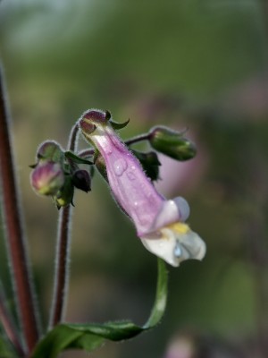 Bild von Penstemon hirsutus