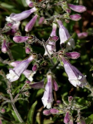 Bild von Penstemon hirsutus Pygmaeus