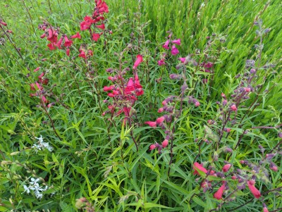 Bild von Penstemon x-cult. Schoenholzeri