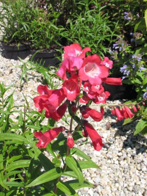 Bild von Penstemon x-cult. Southgate-Gem