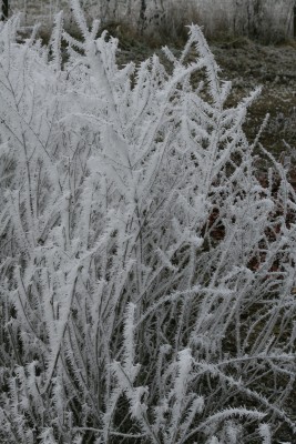 Bild von Perovskia abrotanoides