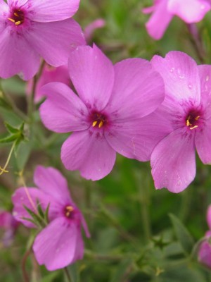 Bild von Phlox procumbensamoena