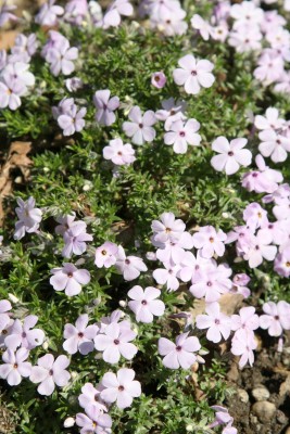 Bild von Phlox douglasii Lilac Cloud