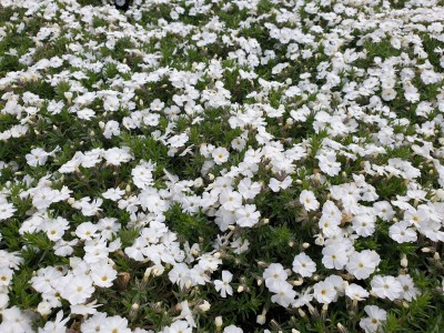 Bild von Phlox douglasii White Admiral