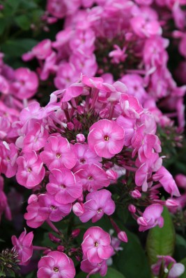 Bild von Phlox paniculata Betty-Marquerite