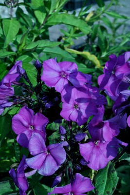 Bild von Phlox paniculata Blue Boy